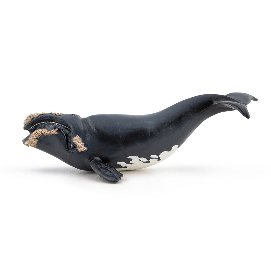 Figurine Baleine franche Papo en PVC, Collection animaux marins, jouet éducatif idéal pour enfants et collectionneurs
